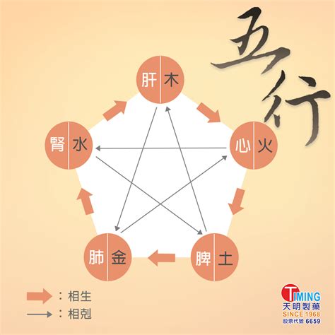 五行對應身體